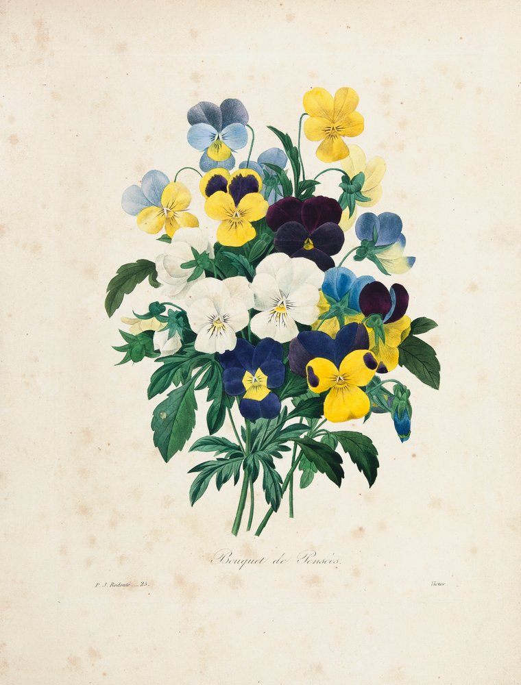 Pierre Joseph Redoute -